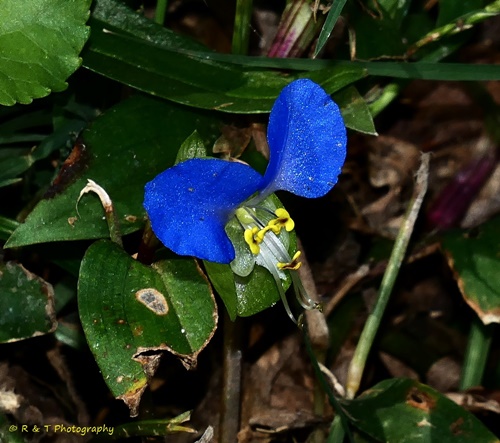 {Commelina communis}
